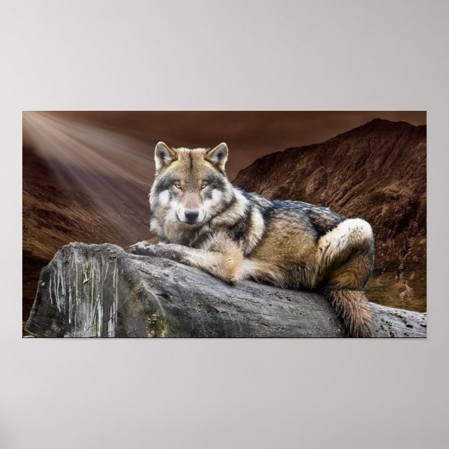 Póster Gazing Wolf (Frente)