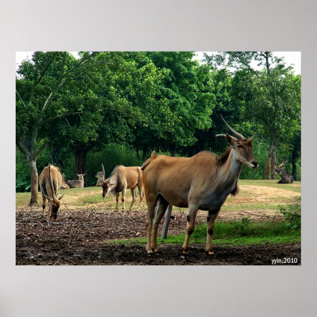 Póster gazolina (Frente)