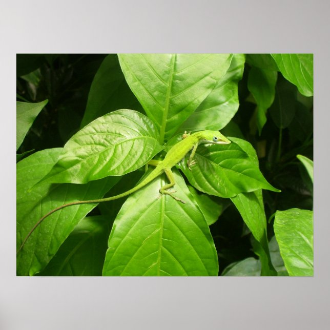 Póster Gecko (Frente)