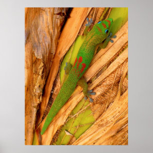 Póster Gecko de polvo dorado