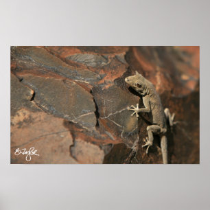 Póster Gecko del día de Namib (Bradfield)