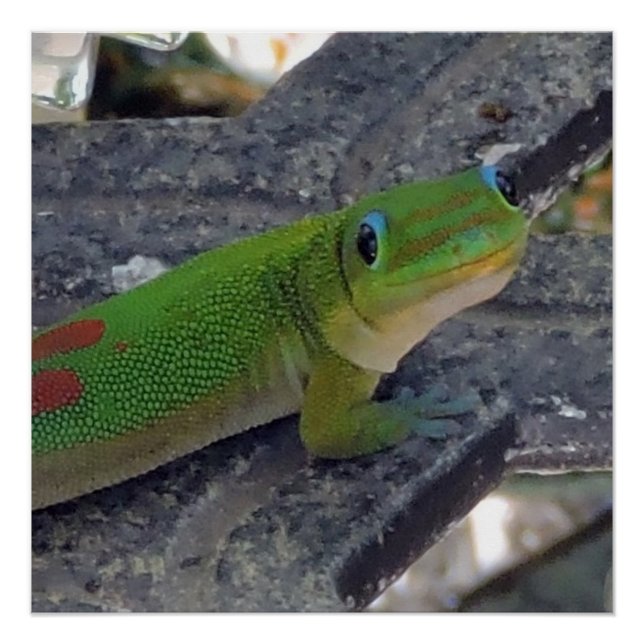 Póster Gecko hawaiano (Anverso)