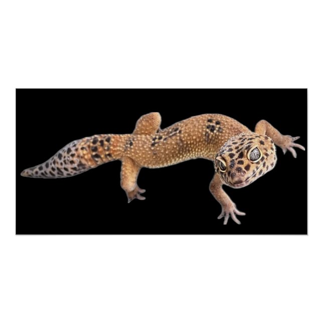 Póster Geco Leopardo (Anverso)