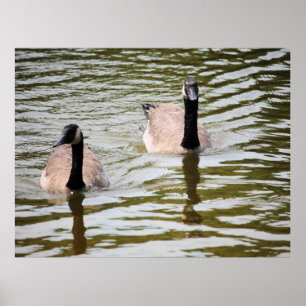 Póster Geese