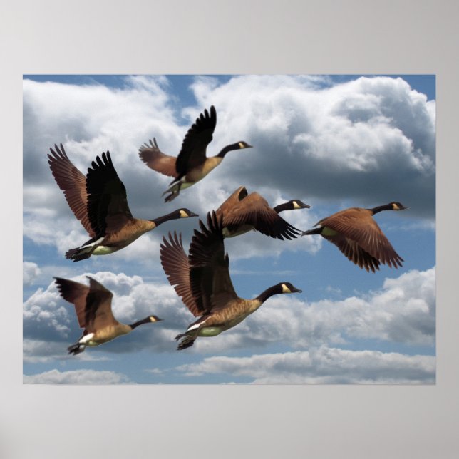 PÓSTER GEESE (Frente)