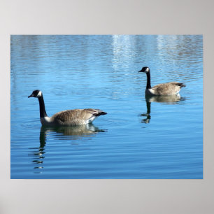 Póster Geese