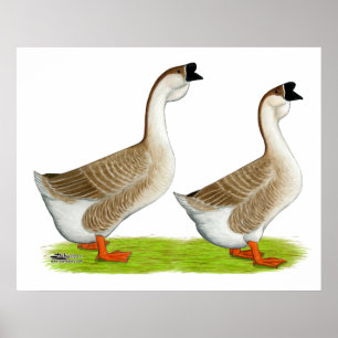 Póster Geese: Buff African