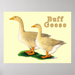 Póster Geese: Buffs norteamericanos