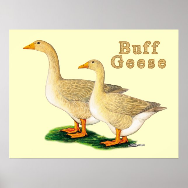 Póster Geese: Buffs norteamericanos (Frente)