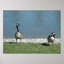 Póster Geese canadiense