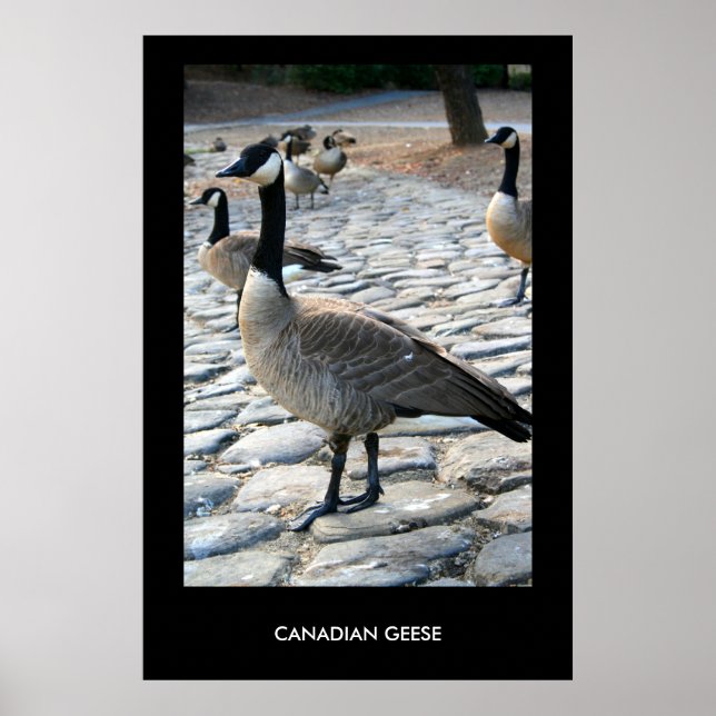 Póster Geese Canadiense Cerca Del Poster Lake, Imprimir (Frente)