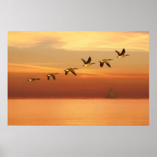 Póster Geese canadiense en vuelo al atardecer