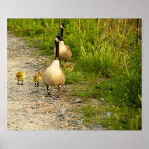 Póster Geese con Poster Goslings