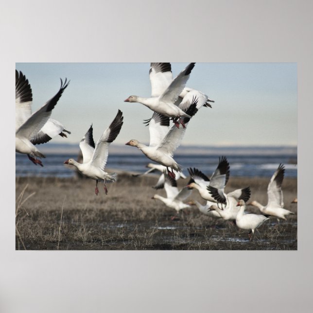 Póster Geese de nieve voladora (Frente)