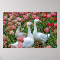 Geese elegante en floreciente amante de los animal