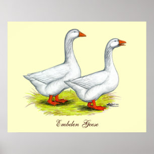Póster Geese: Embden Pair
