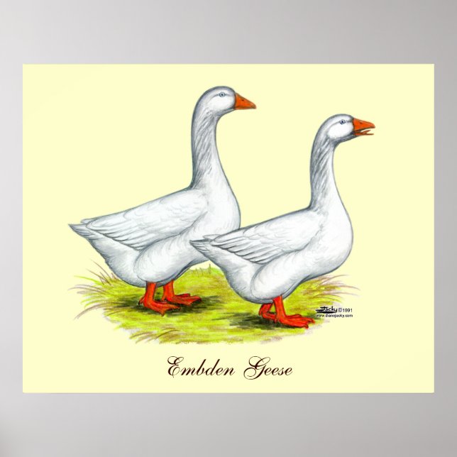 Póster Geese: Embden Pair (Frente)