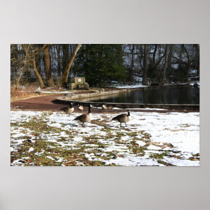 Póster Geese en Nieve por Poster Pond