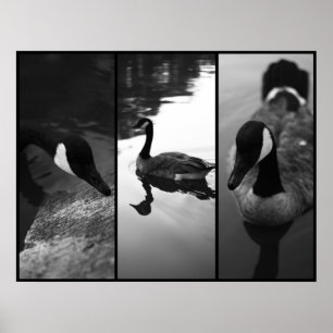 Póster Geese Poster