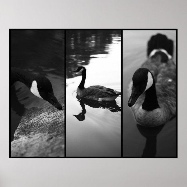 Póster Geese Poster (Frente)