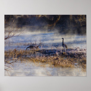 Póster Geese tomando un Poster de descanso