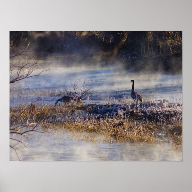 Póster Geese tomando un Poster de descanso (Frente)