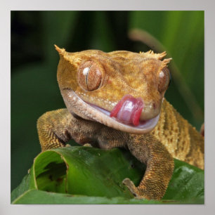 Póster GEKO divertido que lame los labios con la lengua