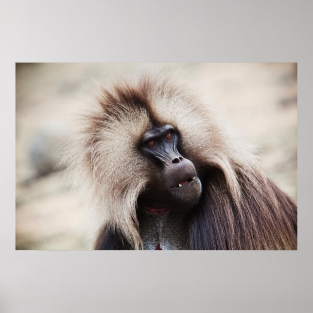 Póster Gelada Baboon, Etiopía (Frente)