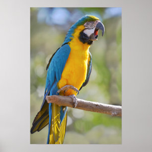 Póster Gelbbrustara macaw en perca