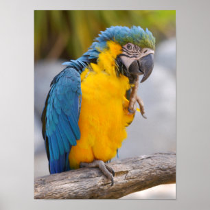 Póster Gelbbrustara macaw en perca