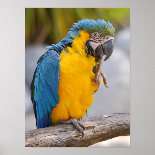 Póster Gelbbrustara macaw en perca (Frente)
