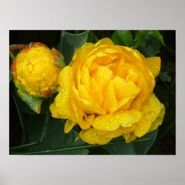 Póster Gelbe Tulpe vom Keukenhof Park (Frente)