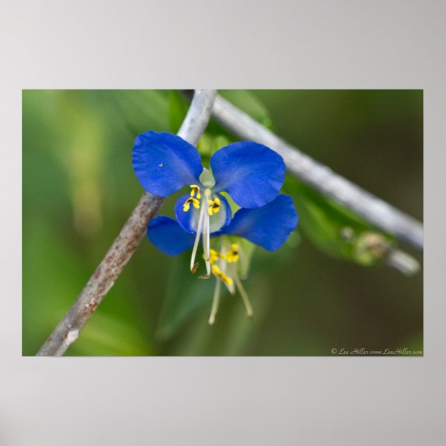 Póster Gemelos de Dayflower azules escapan del Poster de  (Frente)