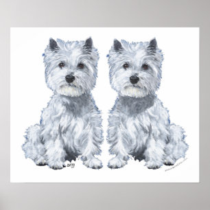 Póster ¡Gemelos West Highland White Terrier!