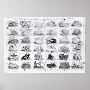 Póster Genera of Shells jigsaw, pub. by W. Edwards