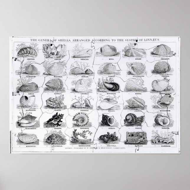 Póster Genera of Shells jigsaw, pub. by W. Edwards (Frente)