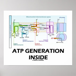 Póster Generación ATP dentro de la cadena de transporte e