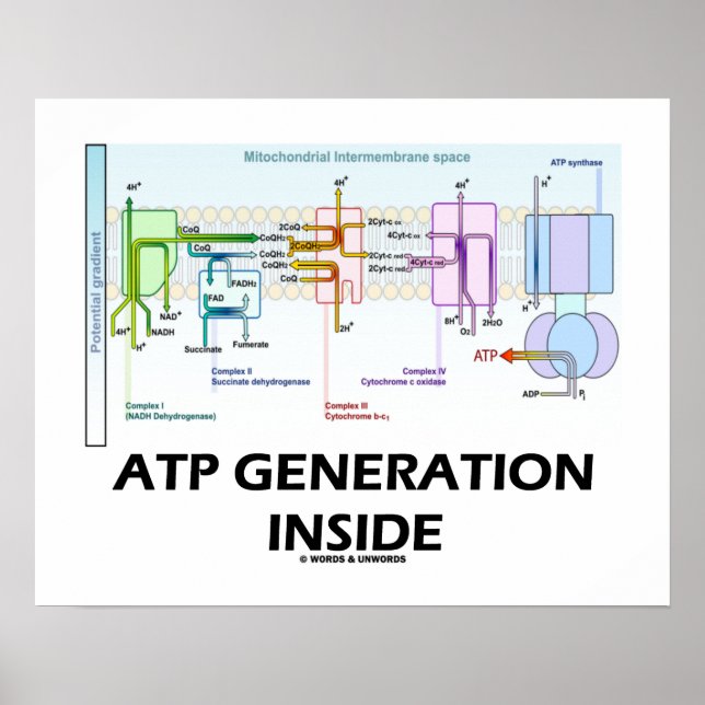 Póster Generación ATP dentro de la cadena de transporte e (Frente)