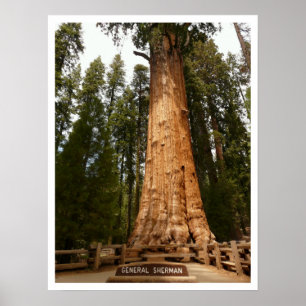 Póster General Sherman Sequoia, Parque Nacional Sequoia