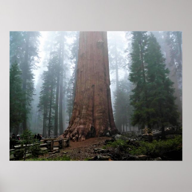 Póster General Sherman Tree, Sequoia, CA (Frente)