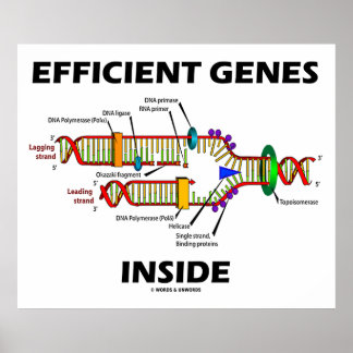 Póster Genes eficientes dentro de la replicación del ADN