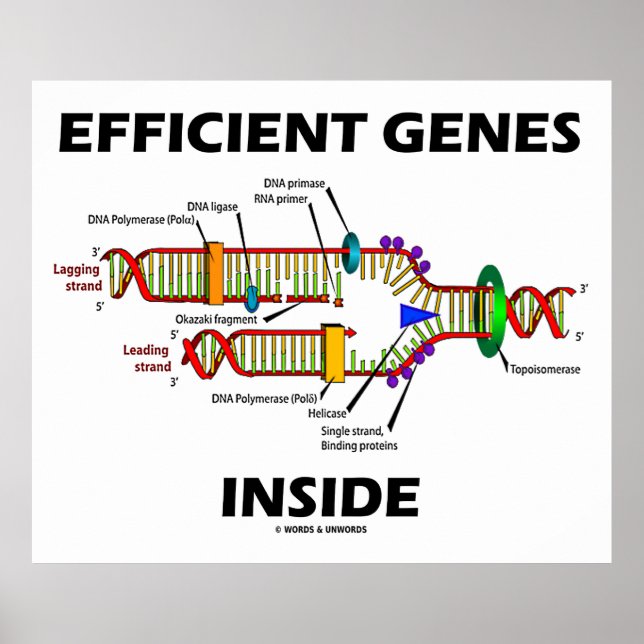 Póster Genes eficientes dentro de la replicación del ADN (Frente)