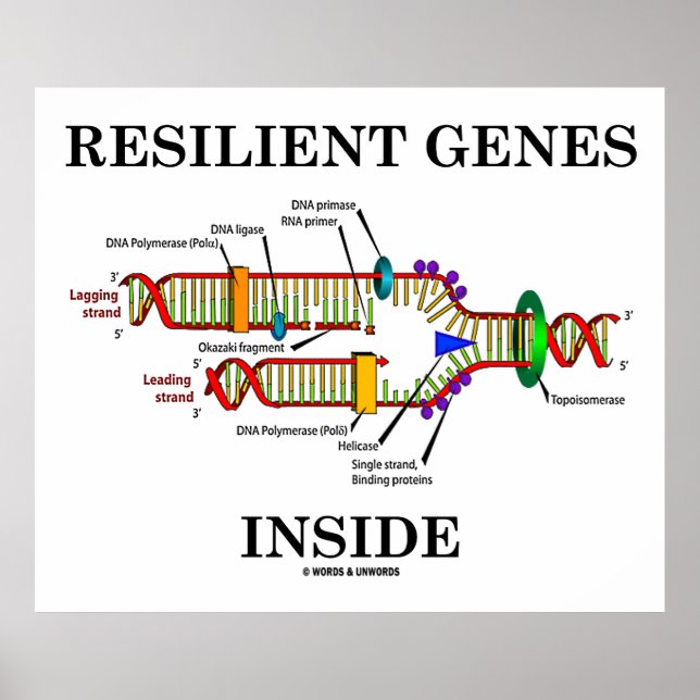 Póster Genes resistentes en el interior (replicación del  (Frente)