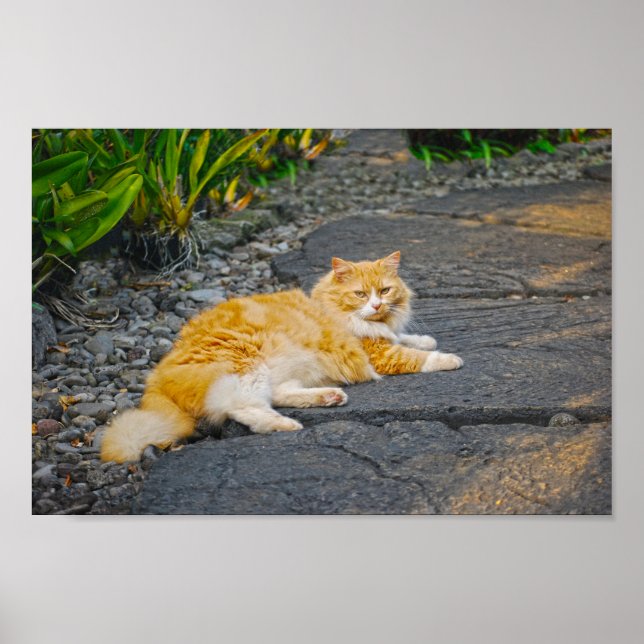 Póster Gengibre grande y gato blanco (Frente)
