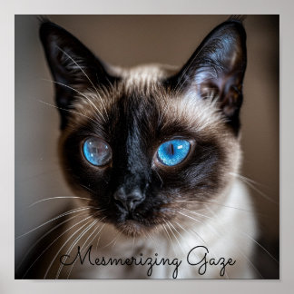 Póster Gente Mesmerizadora: Gato siamés