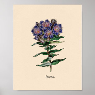 Póster Gentian Flower