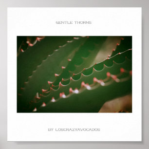 Póster Gentle Thorns Green Succulent Plant Aloe Poster