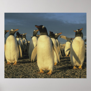 Póster Gentoo Penguins, (Pygoscelis papua), Falkland