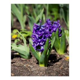 Póster Geocinth azul en foto impresa en primavera