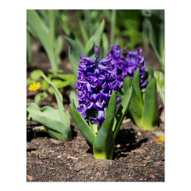 Póster Geocinth azul en foto impresa en primavera (Anverso)